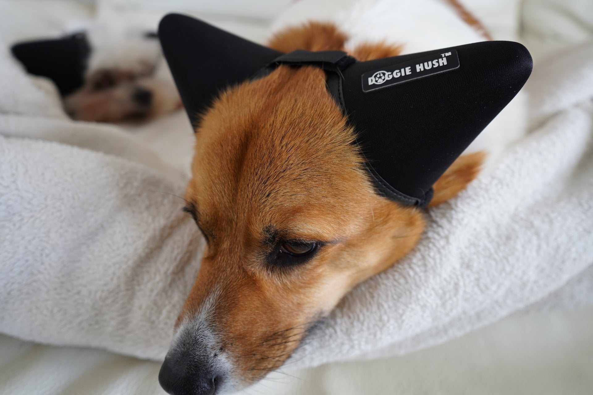 Dog relaxing with Doggie Hush